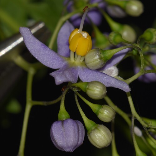 Solanum seaforthianum observed 2025-05-24