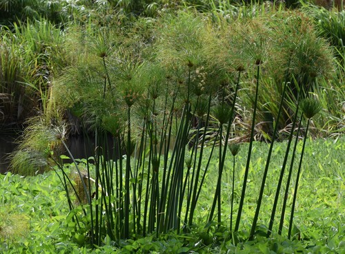 Cyperus papyrus observed 2025-05-24