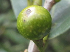 Lindera glauca