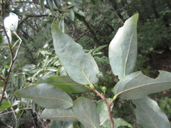 Lindera glauca