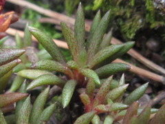 Meterostachys sikokianus