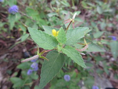 Corchoropsis tomentosa