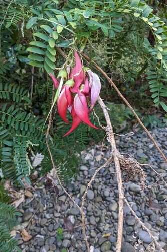 Northern Kakabeak (Clianthus puniceus)