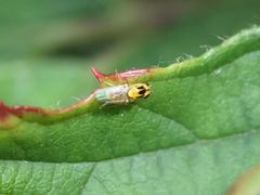 Chlorops