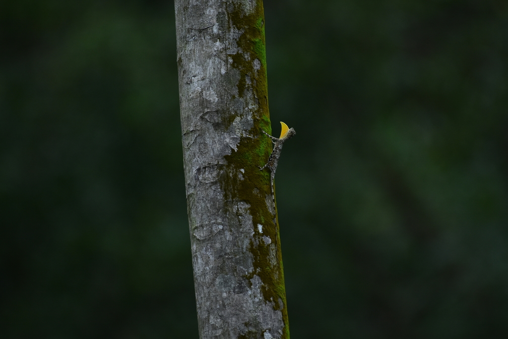 Lined Flying Dragon (Draco beccarii)