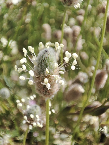 Plantago lagopus (Plantago lagopus)