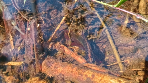 Betta coccina