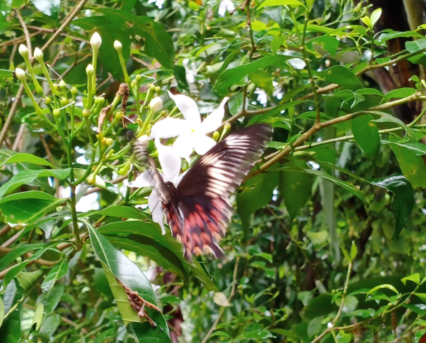 Common Mormon