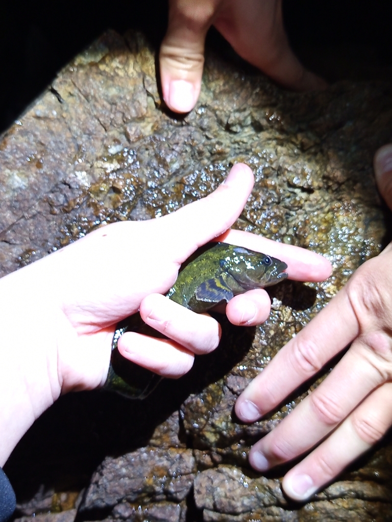 Network Prickleback