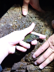 Network Prickleback photo 1