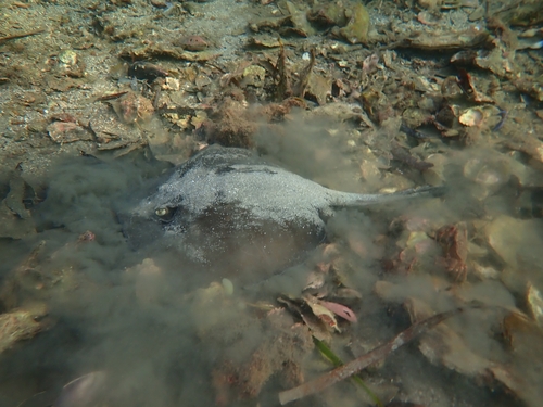 Coastal stingaree (Urolophus orarius) — Urolophidae — 5