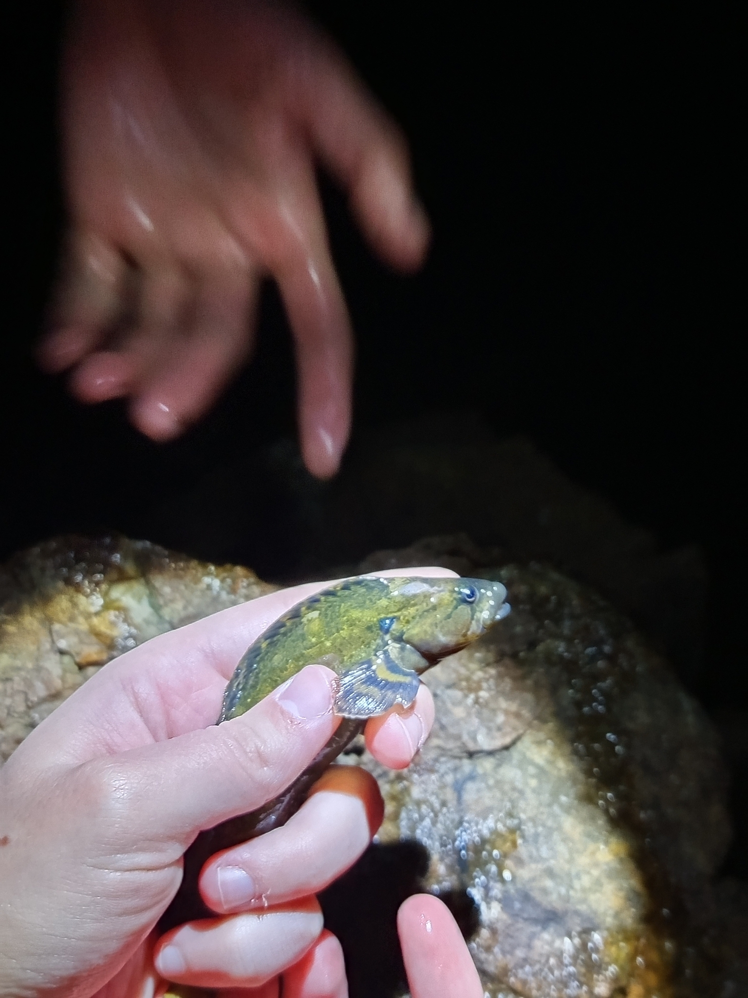 Network Prickleback photo 3