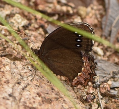 Gyrocheilus patrobas