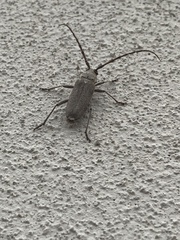 Gnaphalodes trachyderoides