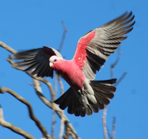 Galah, photo 4 of 7