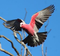Galah photo 4