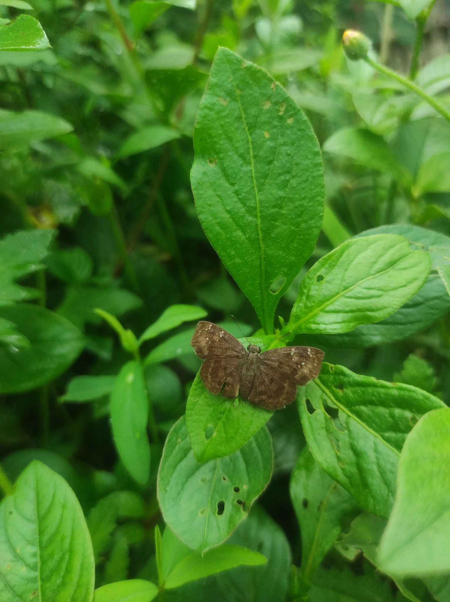 Common Small Flat