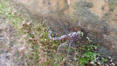 Caliaeschna microstigma