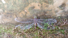 Caliaeschna microstigma