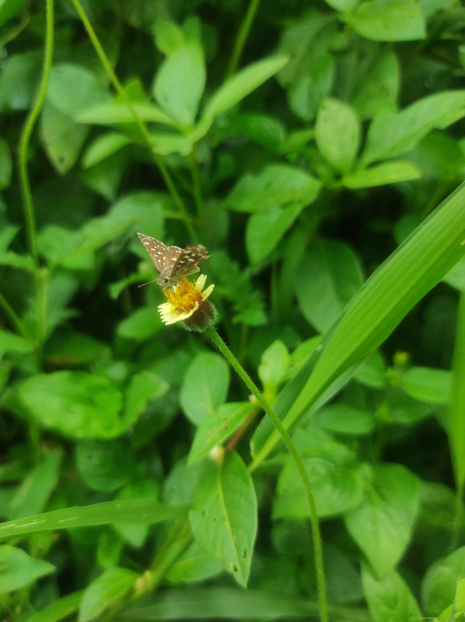 Asian Grizzled Skipper