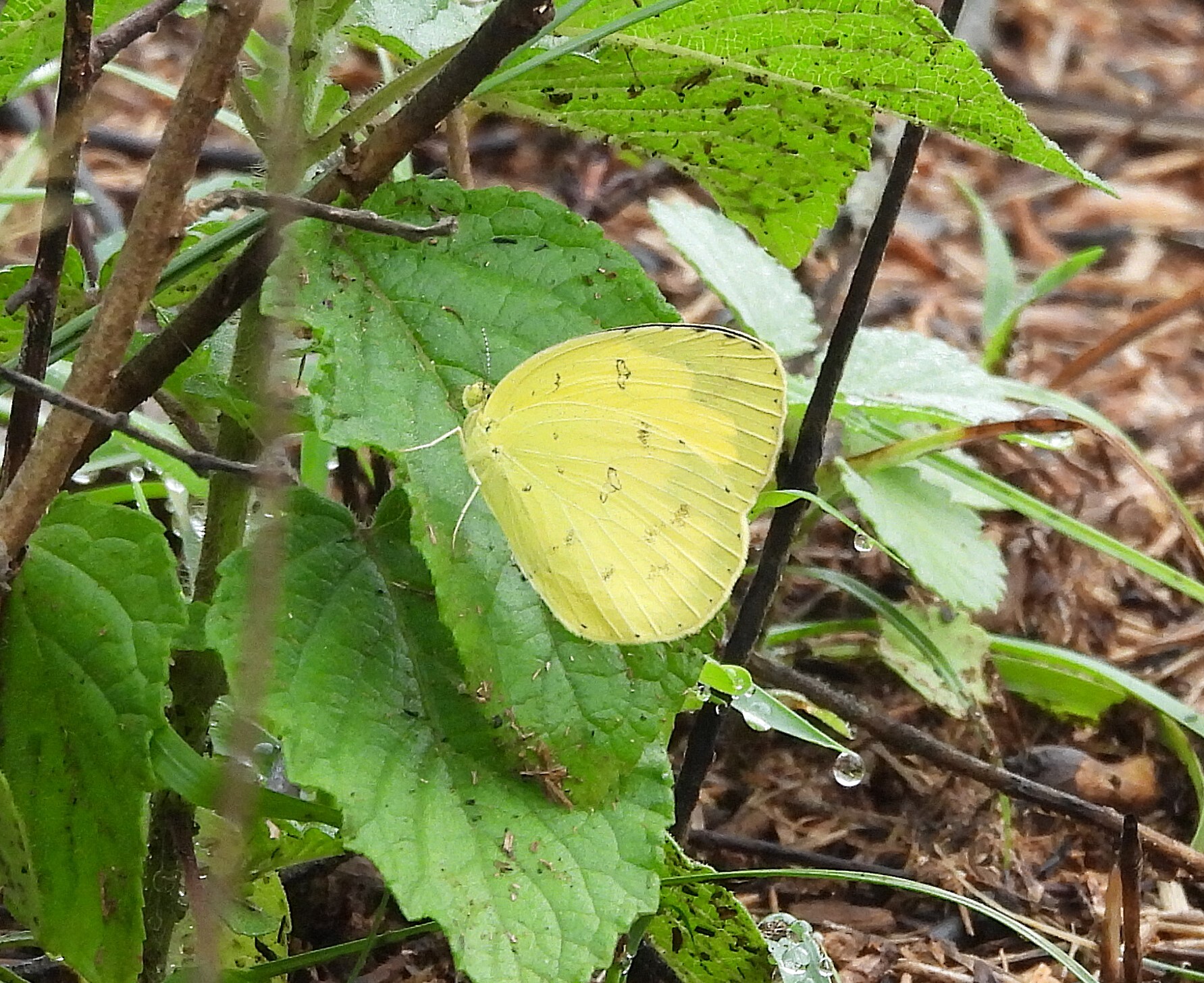 Three-Spot Grass Yellow