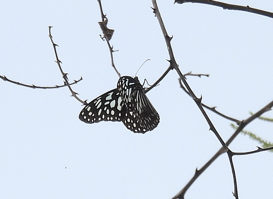 Dark Blue Tiger