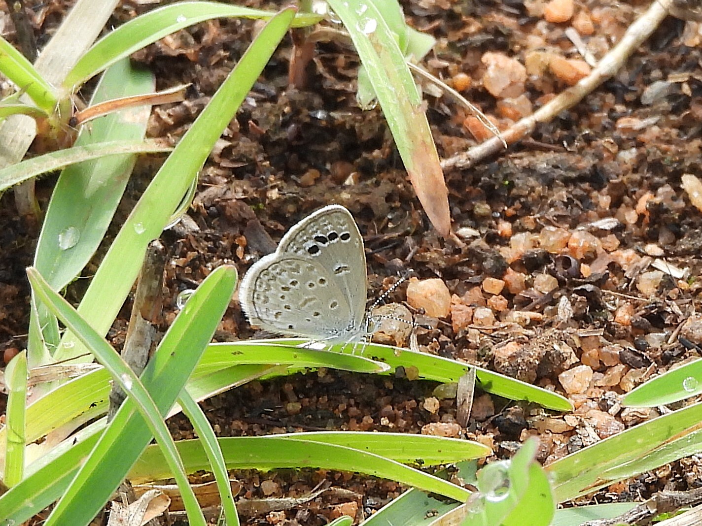 Lesser Grass Blue