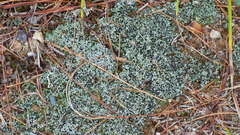 Stereocaulon condensatum