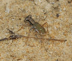 Parvindela cursitans