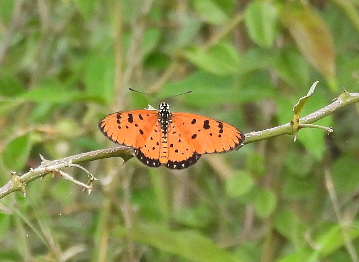 Tawny Coster