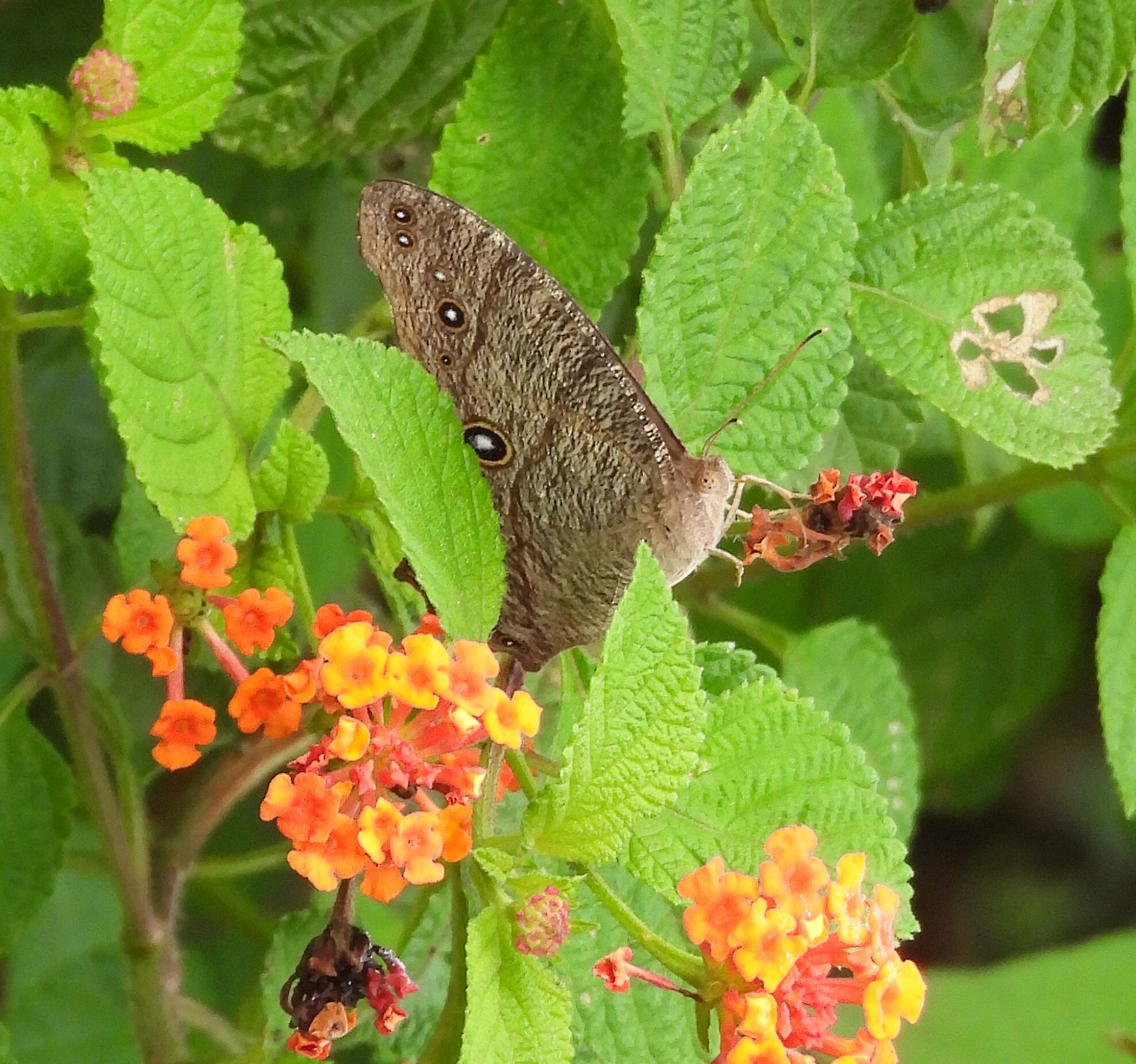 Common Evening Brown