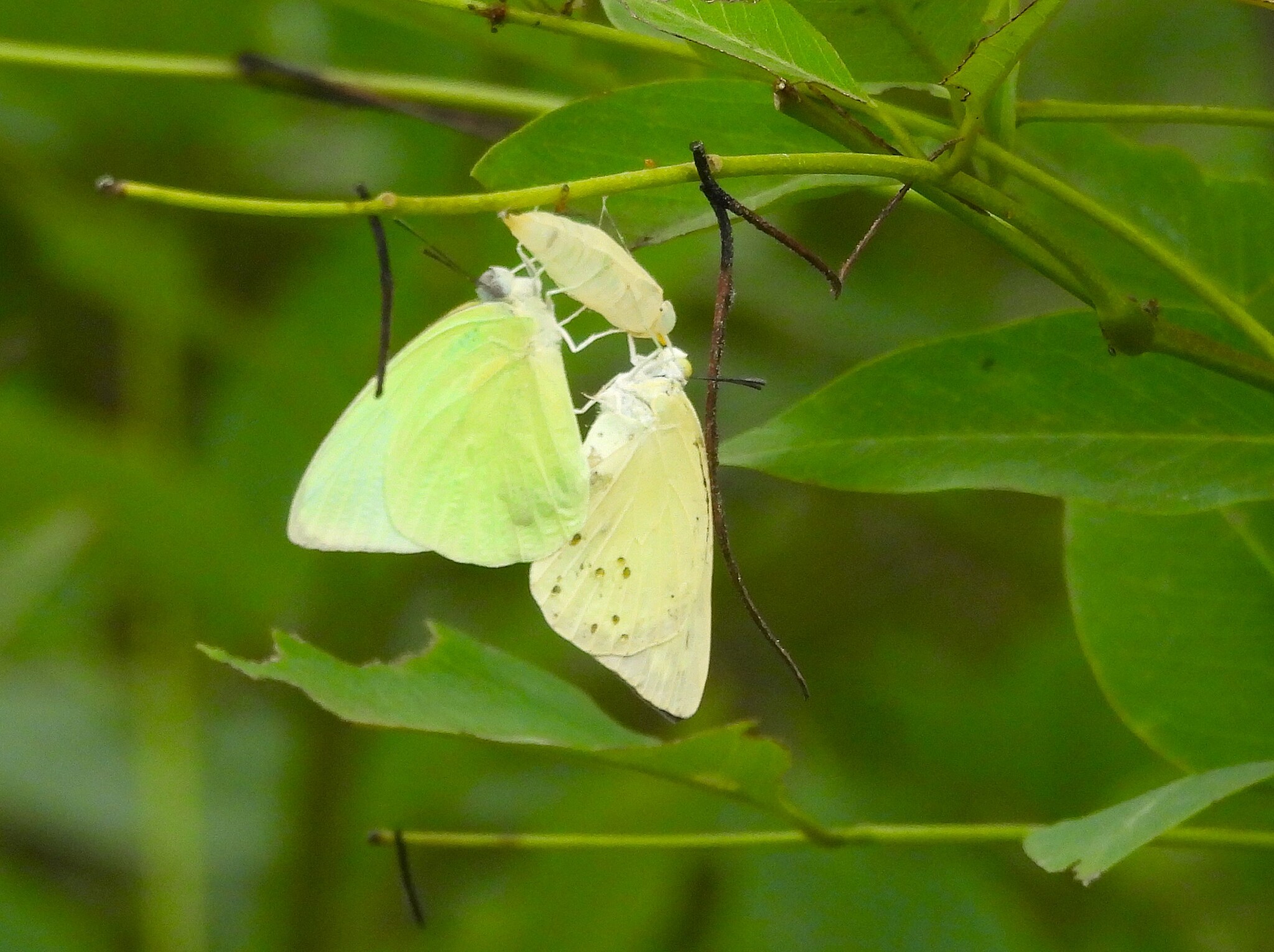 Lemon Emigrant