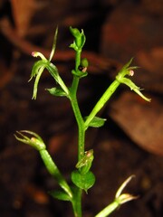 Clasping Mosquito Orchid (Acianthus amplexicaulis)