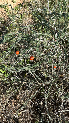 Feather Asparagus (Asparagus exuvialis)