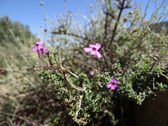 Jamesbrittenia pinnatifida