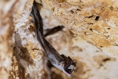 Pseudelaphe phaescens