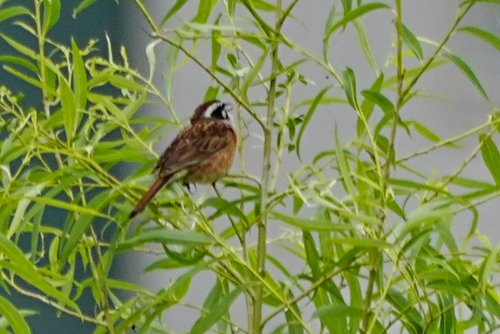 Escribano de Brandt (Emberiza cioides)