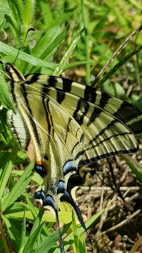 Iphiclides podalirius