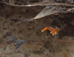 Philoponella congregabilis