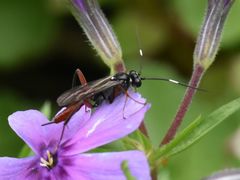 Exetastes adpressorius