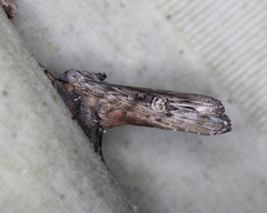 Lithomoia germana