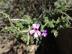 Jamesbrittenia pinnatifida