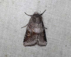 Oligia minuscula