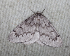 Nepytia pellucidaria