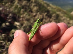 Zubovskya koeppeni parvula