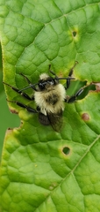 Bombus impatiens