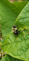 Bombus impatiens