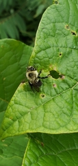 Bombus impatiens