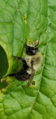 Bombus impatiens