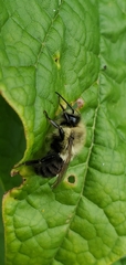 Bombus impatiens